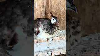 Most Adorable Peachick female peafowl peahen [upl. by Corsetti]