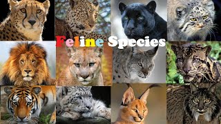 All Wild Cat Species  All Species Of Cat FamilyFelidae [upl. by Rednaskela]