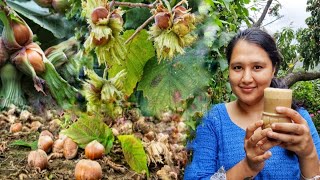 Hazelnut Season Hazelnut Cold Coffee Recipe In Kinnaur HP [upl. by Aeslek567]