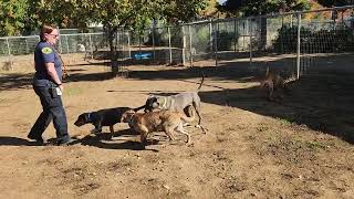 Lilith tigerlily Stan friends available to adopt Bradshaw animal shelter Sacramento CA [upl. by Dnob]