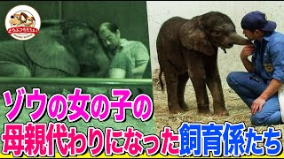 【感動】アフリカゾウの女の子の人工哺育に挑んだ飼育係たち！問題行動や謎のケガ…花火の夜に生まれた絆とは？ 日本初「とべ動物園」挑戦の記録Part２【どうぶつ奇想天外／WAKUWAKU】 [upl. by Notxarb]