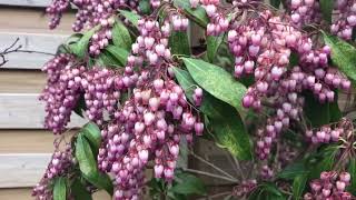 pieris japonica katsura in my japanese style garden [upl. by Ahsaf]