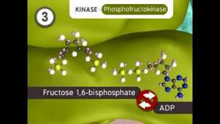 Glycolysis The Reactions [upl. by Alarise]