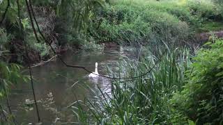 extremely rare footage Beaver and a swan full interaction no editing [upl. by Taka639]