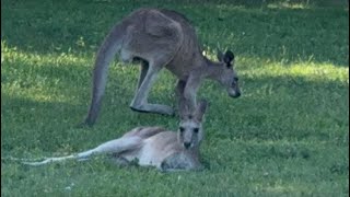 Coombabah Lake Conservation Park [upl. by Eltsirhc]