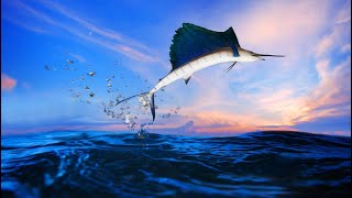 The Sailfish How It Became the Fastest Animal in the Ocean [upl. by Walston532]