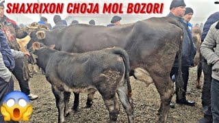 😱 Bunaqasi Kam Boladi Shaxrixon Xoldanbek CHOJA Mol Bozori 20241126 [upl. by Lindsay326]