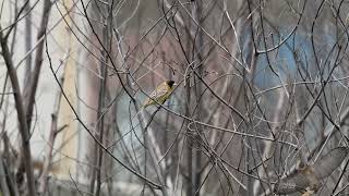 黑頭鵐  Blackheaded Bunting  Emberiza melanocephala [upl. by Dnesnwot]