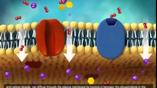 Membrane Transport in Cells [upl. by Nalyac]