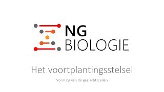 Het voortplantingsstelsel  vorming van de geslachtscellen  HAVOVWO [upl. by Genaro]