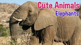 ELEPHANTS  Animals For Kids  Elephant photos with classical music for children by Oxbridge Baby [upl. by Fidellia]