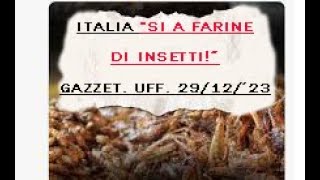 Italia quotSI a Farine DI INSETTIquot Gazzetta Ufficiale 291223 [upl. by Arraeit]