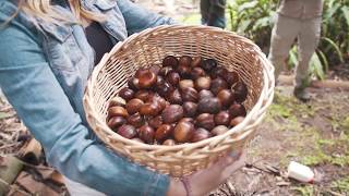 Ancient Aboriginal process for cooking black beans [upl. by Rudwik]