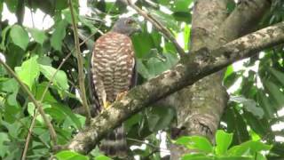 Birding Panama [upl. by Teri]