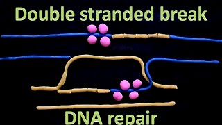 Double strand break repair  homologous recombination [upl. by Breana]