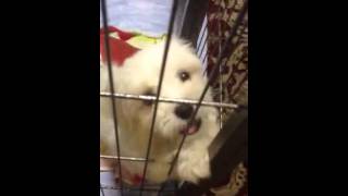 My cute Maltese puppy crying and barking [upl. by Atidnan]