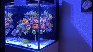 REEF TANK TOURS  BEST NANO IN EUROPE   Red Sea Reefer Nano Max meerwasseraquarium aquarium [upl. by Hannibal540]