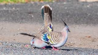 Crested Pigeon Courtship [upl. by Lerret52]