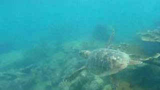 Snorkeling off the beach at Rincon Puerto Rico [upl. by Yuh]