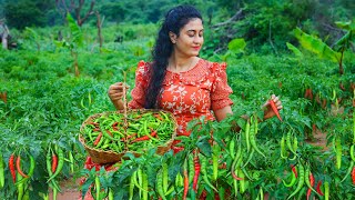 Green chili 🌶️ harvesting I made flavorful chili recipes amp preserved in two ways [upl. by Tindall]