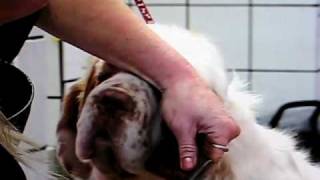 Williana Clumber Spaniel Club grooming DVD [upl. by Leatri]