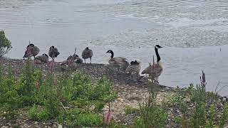 Gaggle of Geese canadageese 🇨🇦 maine🇺🇸 freshwateralgae lilypads phycology 👩‍🍳 [upl. by Kent]