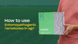 How to Use Beneficial Nematodes in Outdoor Crops A StepbyStep Guide [upl. by Aramoy]