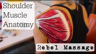 Shoulder Muscle Anatomy [upl. by Marozik]