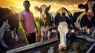 Dairy Farm आज का दिन [upl. by Valente]