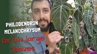 How I grow larger leaves on the Philodendron Melanochrysum [upl. by Ynneg]