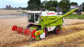 Wintergerst combinen met Claas Dominator 96 Mts Breedijk Appingedam 4K [upl. by Lord]