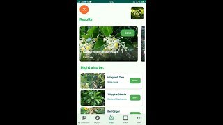 PlantSnap identifies a Balltree Calophyllum inophyllum [upl. by Rigby]