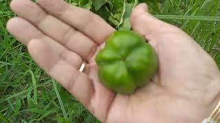 capsicum my kitchen garden organic [upl. by Niehaus202]