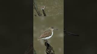 Sandpiper in the rain mangrove rain sandpiper [upl. by Joseito535]