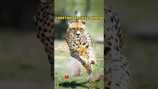 Top 10 fastest animals in the world 😱😱 top10 [upl. by Caren]