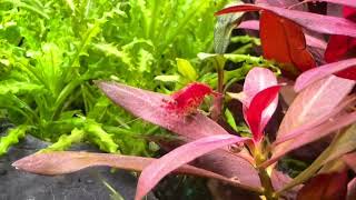 Fresh Water Planted Aquarium with Shrimps [upl. by Avika]