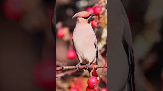 Cedar Waxwing Drunk Birds [upl. by Brendin]