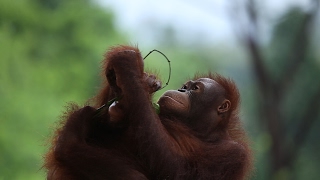 One Morning at Kampung Sumatra Bali Zoo [upl. by Aneela]