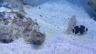 Two Fish Spitting Sand at Each Other [upl. by Sedda]