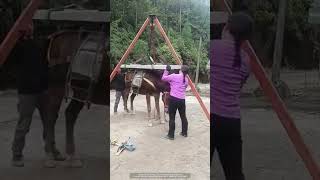 The process of transporting cement boards by mule [upl. by Thagard990]