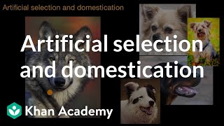 Artificial selection and domestication  Natural selection  AP Biology  Khan Academy [upl. by Corron507]