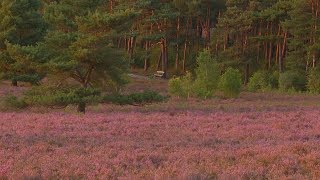 Heideblüte in der Kirchdorfer Heide [upl. by Abagael503]