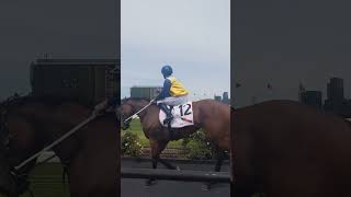 Horses at flemington racing [upl. by Dido]