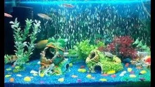 HOW MUCH IS TOO MUCH OXYGENATING YOUR AQUARIUM [upl. by Gawain]