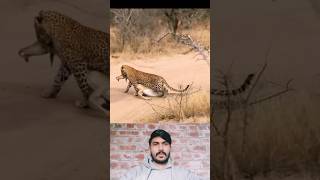 animals wildlife leopard deerhunting [upl. by Ttocserp]