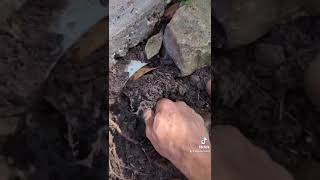 This is why inspections are important satisfying drainagecleaning Drainageinspections [upl. by Accemahs724]