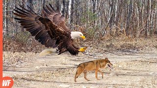 When an Eagle Attacks WolfIt Grabs It in Seconds [upl. by Bergquist]