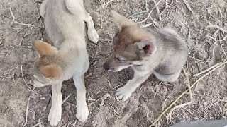 Baby Wolves with Sharp Fangs [upl. by Eizeerb]