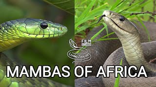 Black mamba and green mambas  the most feared venomous snakes of Africa but are they so deadly [upl. by Wallinga]