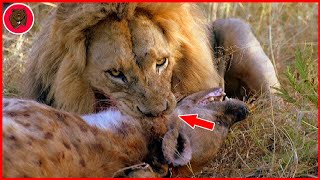 30 Moments Hyena Received A Bitter Ending From Lion  Hyena vs Lion [upl. by Kcirdneked451]